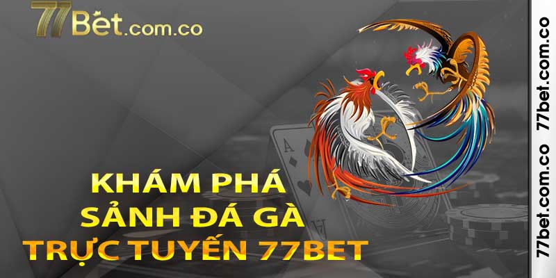 Khám phá sảnh Đá gà trực tuyến 77bet