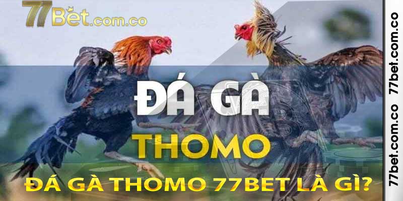 Đá gà Thomo 77bet – Sảnh cược hàng đầu được ưa chuộng nhất hiện nay